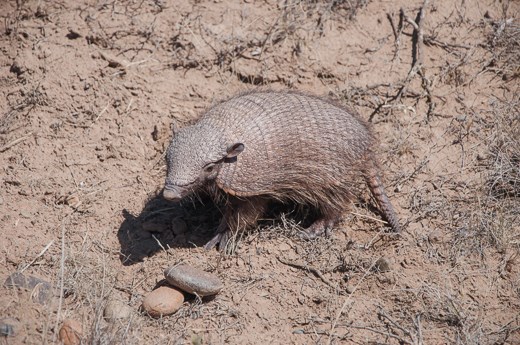 Mulita - Puerto Madryn - Argentina 2013