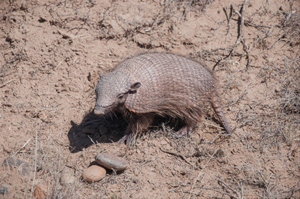 Mulita - Puerto Madryn - Argentina 2013