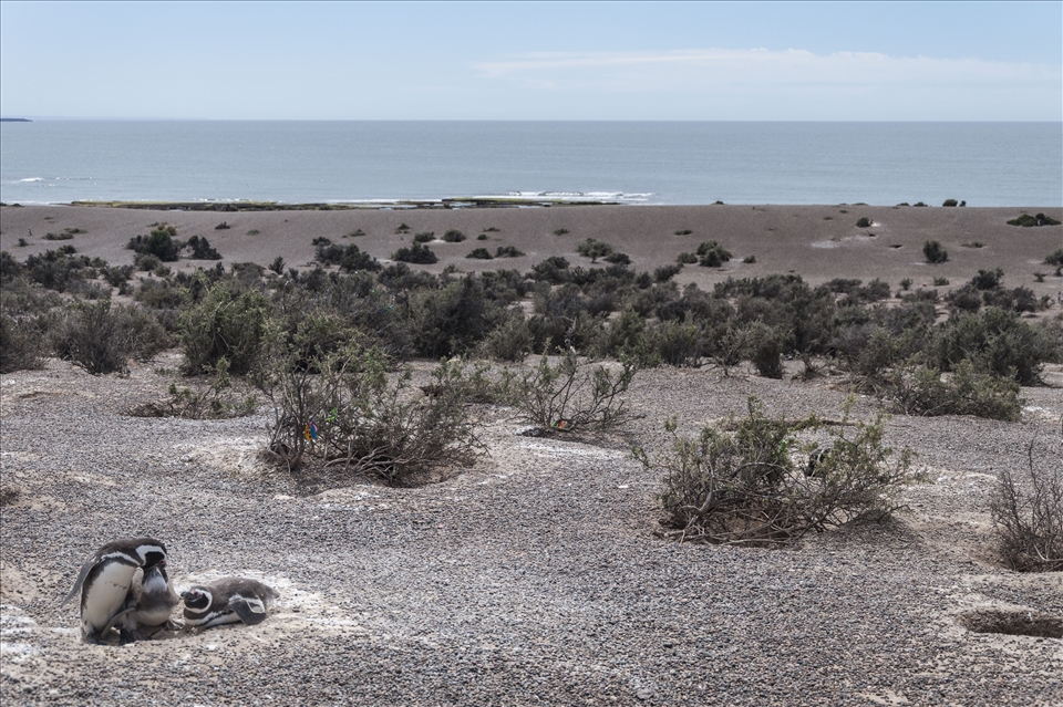 Penguins - Peninsula Valdes - Argentina 2013
