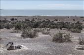 Penguins - Peninsula Valdes - Argentina 2013: by enriquemj, Views[494]