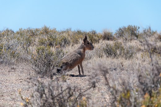 Mara Patagonica - Peninsula Valdes - Argentina 2013