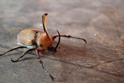Unusual local wildlife in the Andes.