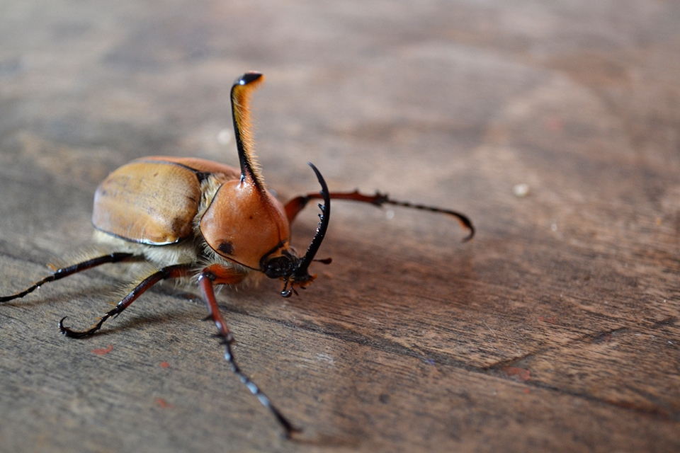 Unusual local wildlife in the Andes.