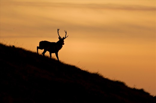 This evocative image of a stag silhouetted against a sunset represents so much about Applecross. Taken again on a hillside just above the main village, the majestic animal appears to be standing, taking in the beautiful sunset colours the west coast of Scotland is famous for.
