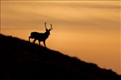 This evocative image of a stag silhouetted against a sunset represents so much about Applecross. Taken again on a hillside just above the main village, the majestic animal appears to be standing, taking in the beautiful sunset colours the west coast of Scotland is famous for.: by eol, Views[325]