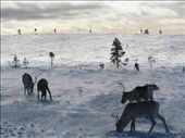 free reindeers: by equilibrium, Views[147]