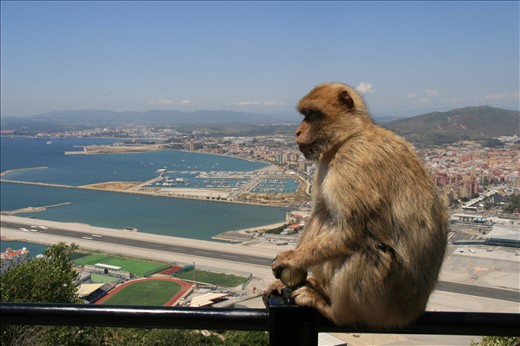 Gibraltar - trip from Lisbon to Spain and Gibraltar, Barbary macaque, may 2013