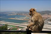 Gibraltar - trip from Lisbon to Spain and Gibraltar, Barbary macaque, may 2013: by erasmus, Views[709]