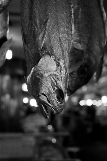 Dried fish hanging from the ceiling, Noryangjin, Seoul, South Korea.