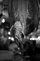 Dried fish hanging from the ceiling, Noryangjin, Seoul, South Korea.: by ericaclarephotos, Views[348]