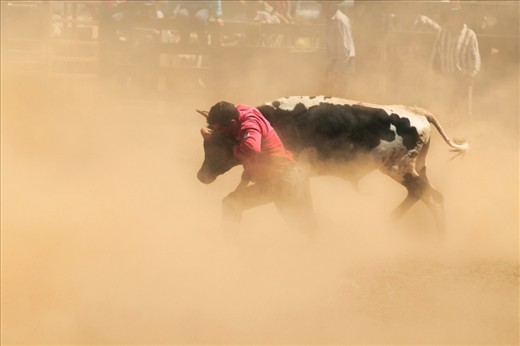 A cowboy launches himself at a calf amongst a huge dust cloud in the calf wrestling.