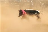 A cowboy launches himself at a calf amongst a huge dust cloud in the calf wrestling.: by ericamikaela, Views[395]