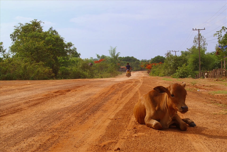On the lonely road between Pakse and Champasak, in rural Laos, a cow relaxes whi
