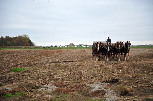 Dennis Schmucker driving 8 Belgian plow horses, fertilizing for next years crop