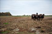 Dennis Schmucker driving 8 Belgian plow horses, fertilizing for next years crop: by erickas_travels, Views[404]