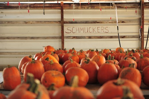 Schmuckers' Pumpkins