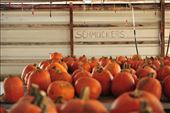 Schmuckers' Pumpkins: by erickas_travels, Views[311]