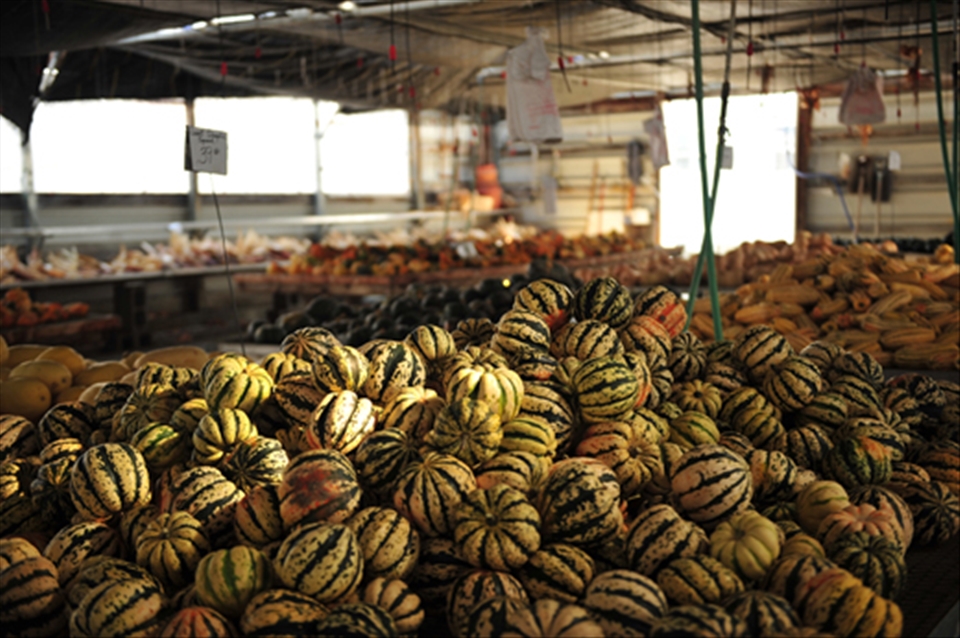 Martin and Amandas bountiful harvest 2014