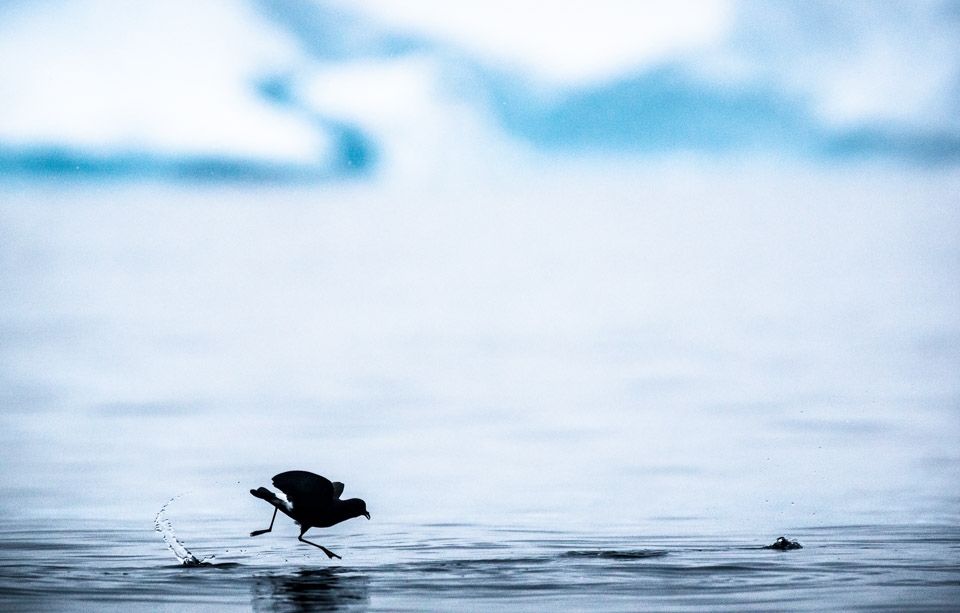 Fragile: A petrel, the smallest nesting bird in Antarctica, feeds on krill.