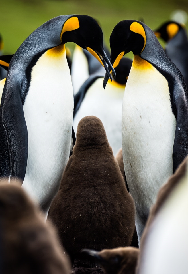 Intimate: Two king penguins dote on their chick.