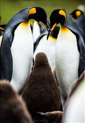 Intimate: Two king penguins dote on their chick.: by ericlewphoto, Views[497]