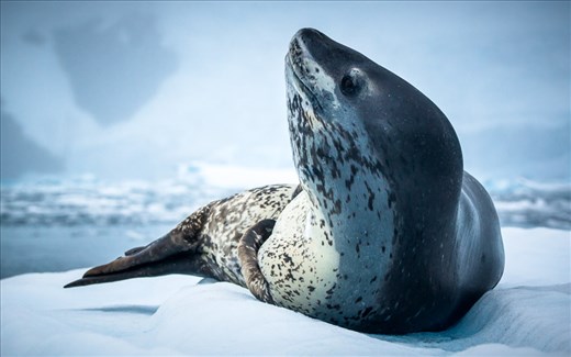 Regal: A beautiful, fearsome leopard seal eyes our boat with mild curiosity.