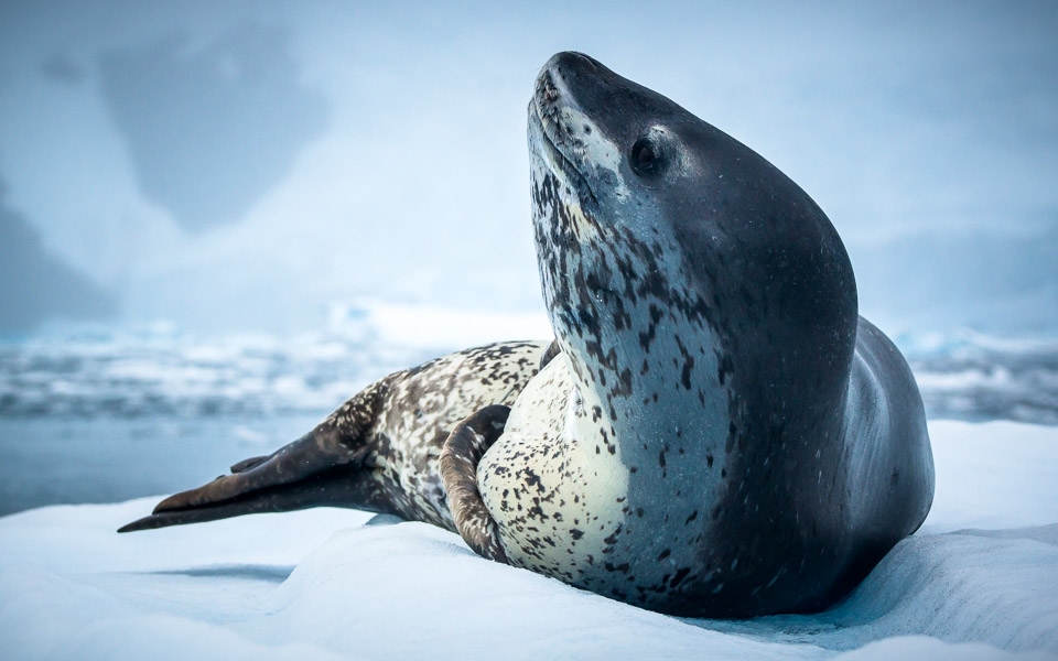Regal: A beautiful, fearsome leopard seal eyes our boat with mild curiosity.