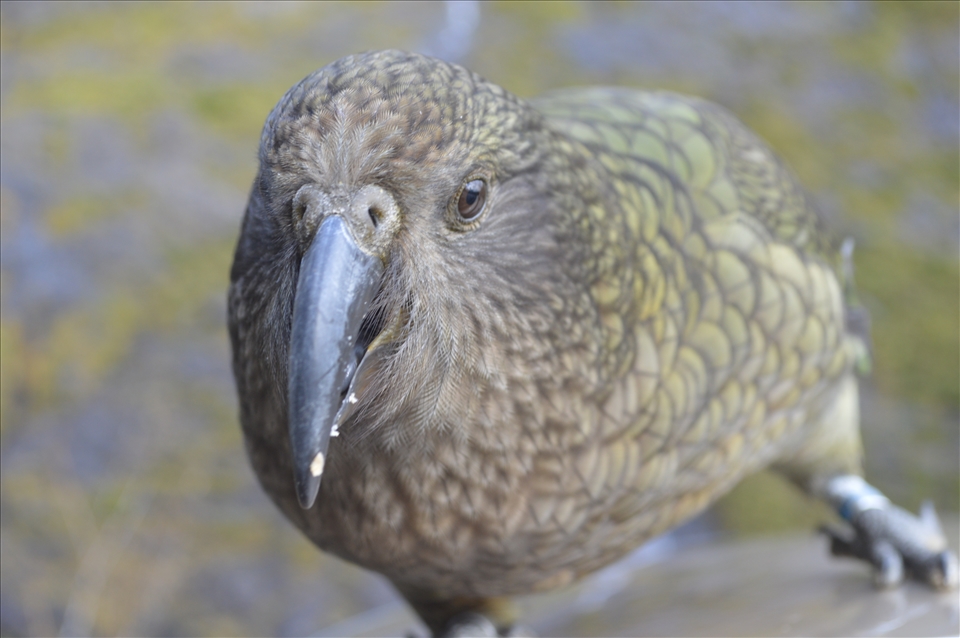 This curious pretty bird gave us warm welcome to this amazing place.