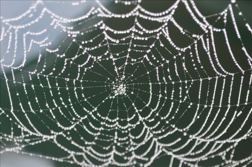 Nature's decoration. 