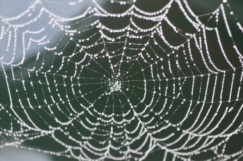 Nature's decoration. 