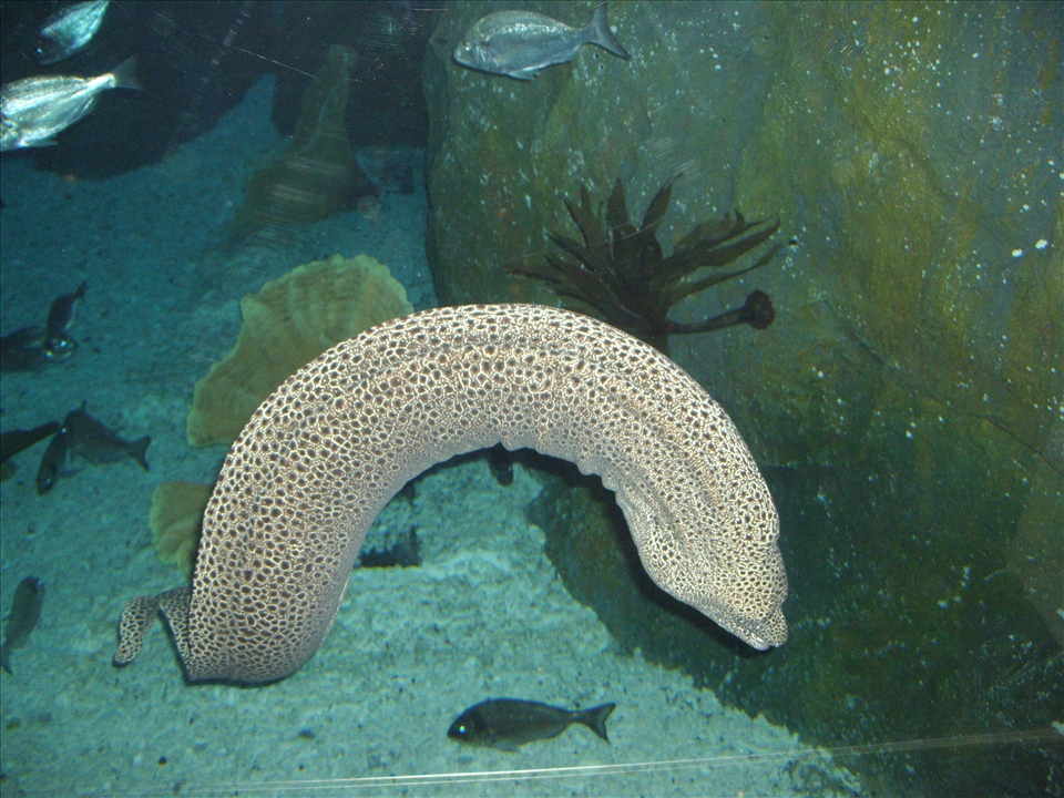 Reel at the eel...this eel decided to be a Leopard at the world largest aquarium