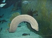 Reel at the eel...this eel decided to be a Leopard at the world largest aquarium: by erikowatuoyo, Views[530]