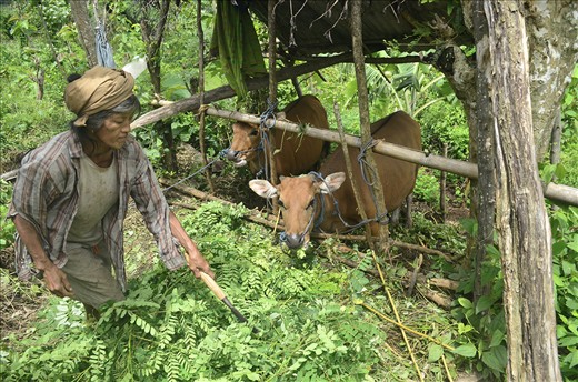 Everyone has to work in a poor society, no regards to gender, age, physics