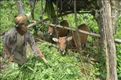 Everyone has to work in a poor society, no regards to gender, age, physics: by eriksson_robin, Views[335]