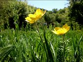 ... and where harmony and peace prevail...: by erinaceus, Views[303]