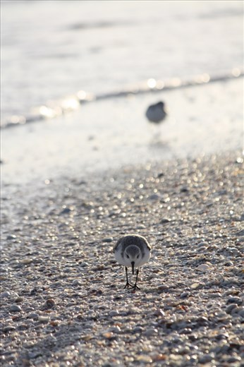 As the sun begins to set, a shorebird scurries along the shells on the beaches of Sanibel, Florida. The island, known as a sanctuary for wildlife, is one of the world's best locations for shelling.