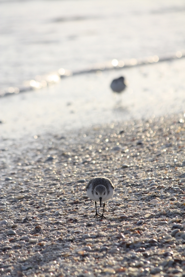 As the sun begins to set, a shorebird scurries along the shells on the beaches of Sanibel, Florida. The island, known as a sanctuary for wildlife, is one of the world's best locations for shelling.