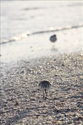 As the sun begins to set, a shorebird scurries along the shells on the beaches of Sanibel, Florida. The island, known as a sanctuary for wildlife, is one of the world's best locations for shelling.: by erinjayne, Views[363]