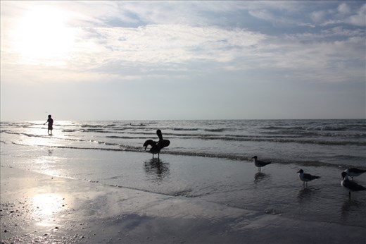 Joined by a Brown Pelican and shorebirds, a boy steps into low tide waters along Sanibel as the sun rises over the island.