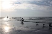 Joined by a Brown Pelican and shorebirds, a boy steps into low tide waters along Sanibel as the sun rises over the island.: by erinjayne, Views[348]