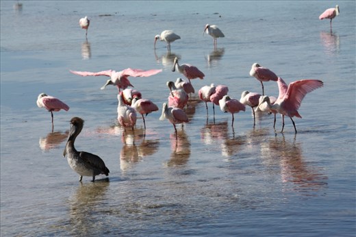 A Brown Pelican, Roseate Spoonbills, and Ibises gather at Sanibel's J.N. 