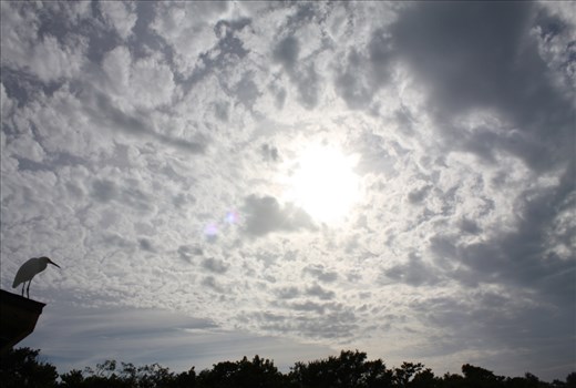 As clouds roll in and the sun begins to fall in the sky, an Egret perches over Sanibel's fishing pier. Wildlife and humans co-exist peacefully on the island, making it an incredibly unique place to visit.