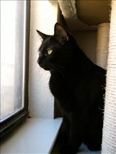 Bentley! <3: by erraticallyabstract, Views[560]