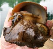 These snails are not cute and cuddly xP: by erraticallyabstract, Views[1300]