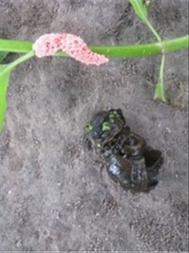 Pomacea canaliculata