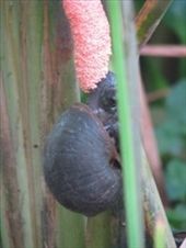 Pomacea maculata: by erraticallyabstract, Views[403]