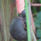 Pomacea maculata: by erraticallyabstract, Views[396]