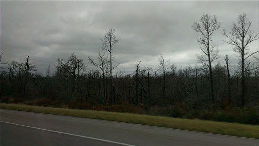 A fire blew through here at some point and killed the trees. 