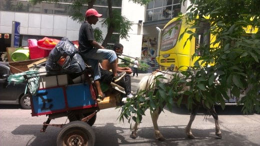 They collect city garbage on horse carriages. Much different than the romantic horse carriages of the US.