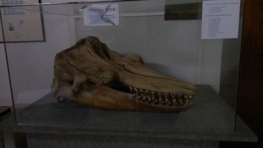 An Orca Whale Skull at the National Museum of Natural History